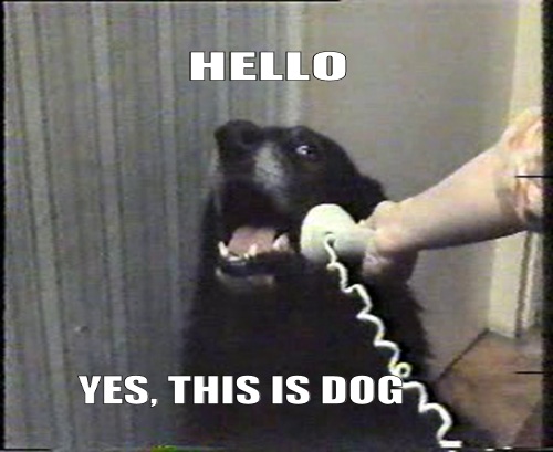 Dog. On the telephone. Of fucking course.